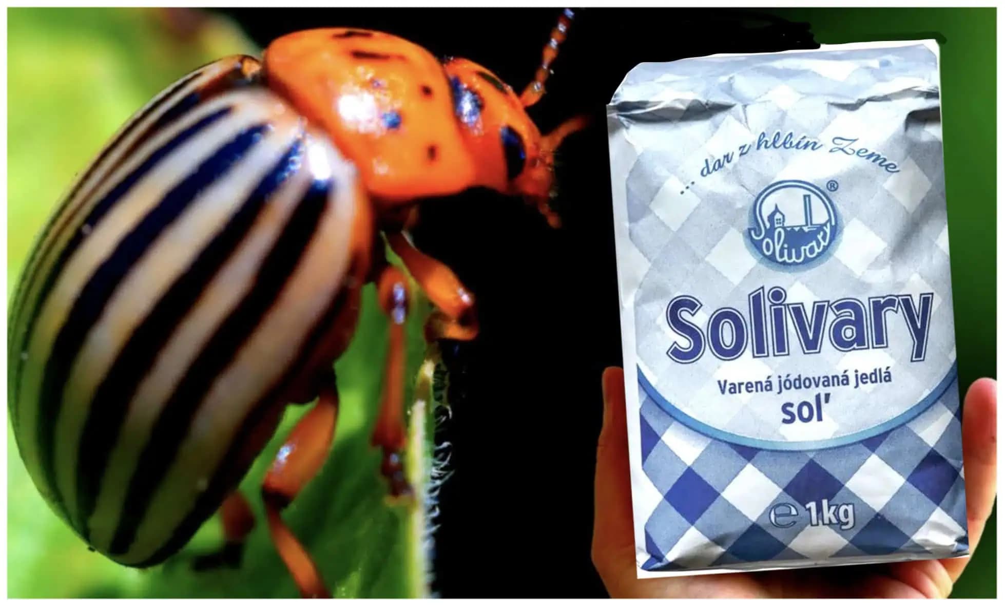 Zbavte sa pásavky zemiakovej za 3 minúty: Toto je účinný a rýchly spôsob!