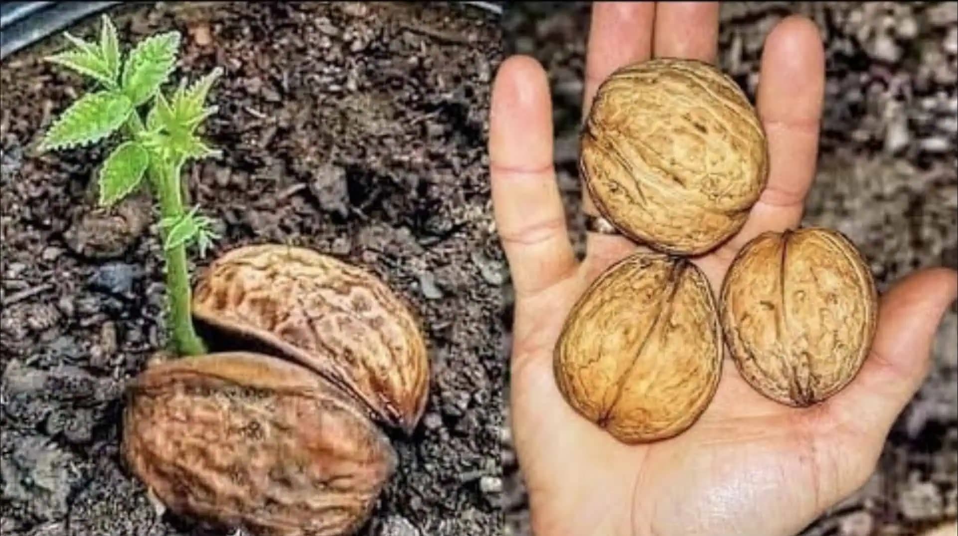 ŠVAGOR mi ukázal nový spôsob, ako si dopestovať vlašské orechy: Neuveríte, aké je to jednoduché!