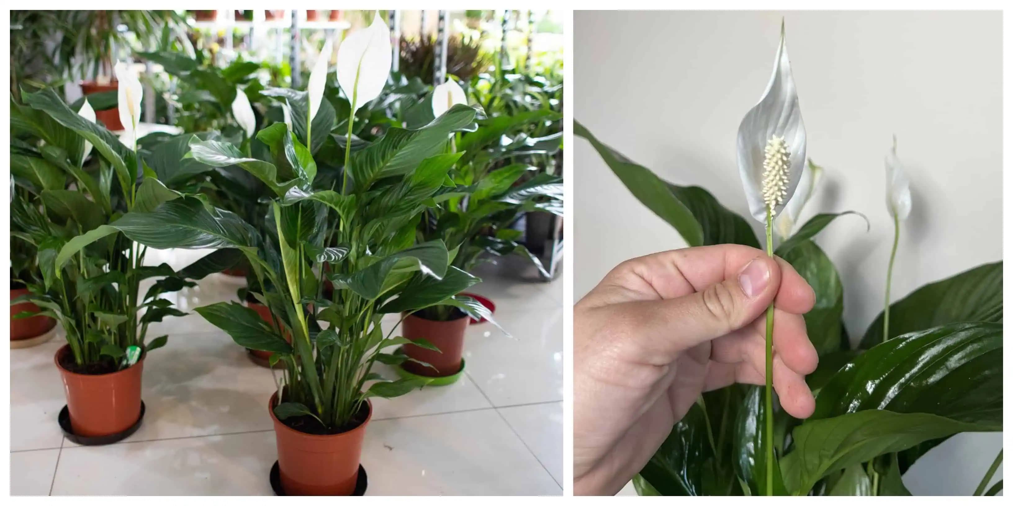 Rozdrvím, hodím do vody a nalejem na lopatkovec: Má viac kvetov ako listov!