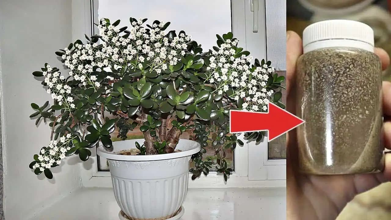 Nikdy by som neverila, že môj tučnolist bude tak nádherne kvitnúť: NALEJTE to do črepníka a nastane EXPLÓZIA kvetov!