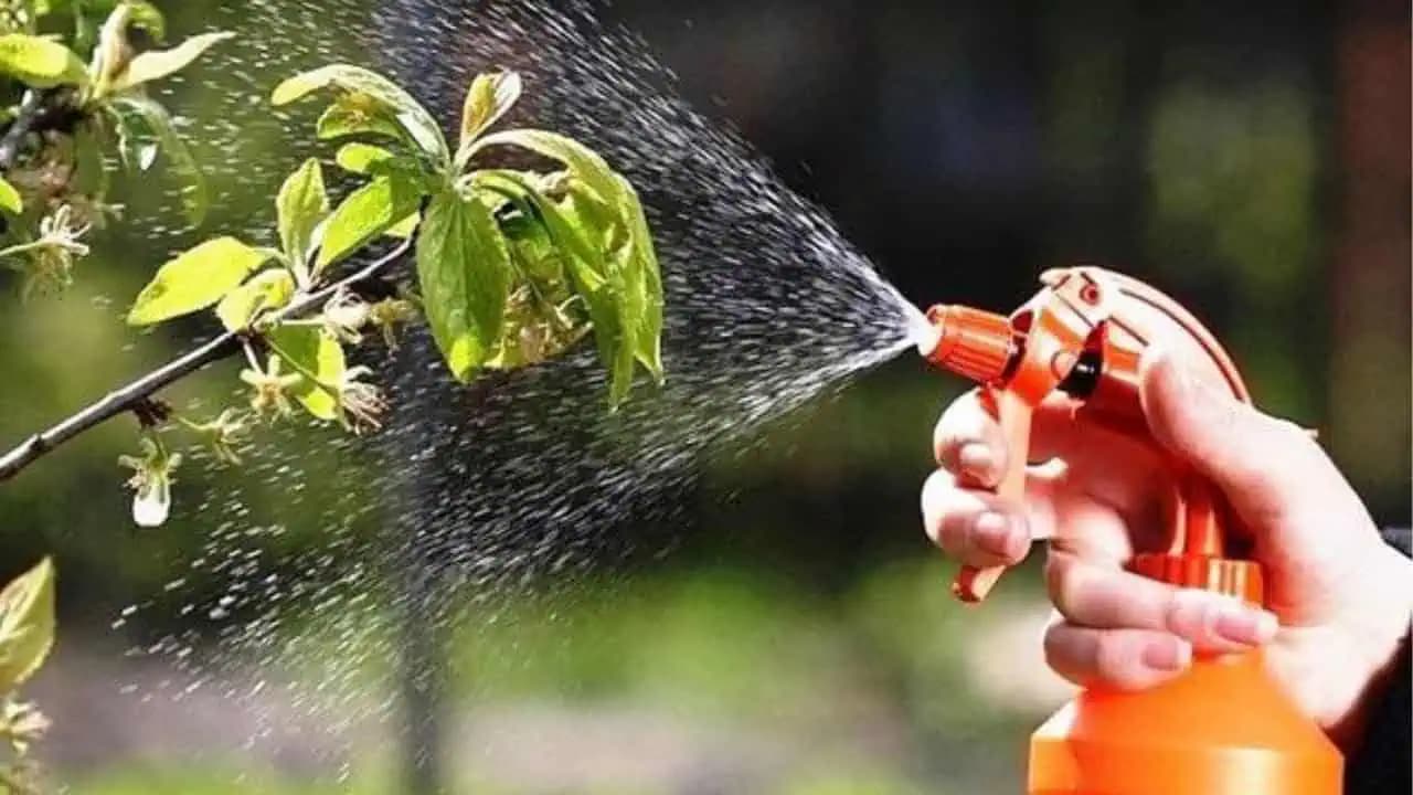 Okamžite ZLIKVIDUJE vošky: Odskúšané a najsilnejšie, už ho nedáte z ruky!