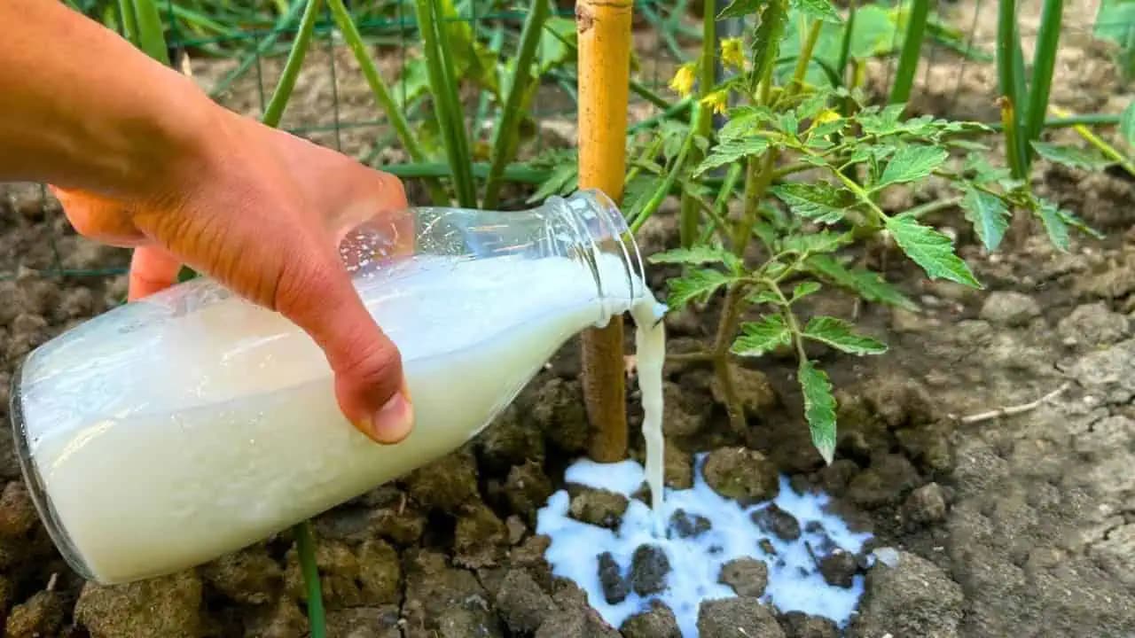 Po obyčajnom mlieku rastú PARADAJKY ako divé: Žiadna pleseň, choroby a úrody máme 5x toľko!