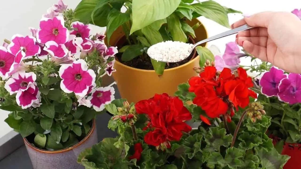 Jedna lyžica a každý kvet hneď ožije a rozkvitne: Funguje na všetko, čo kvitne!