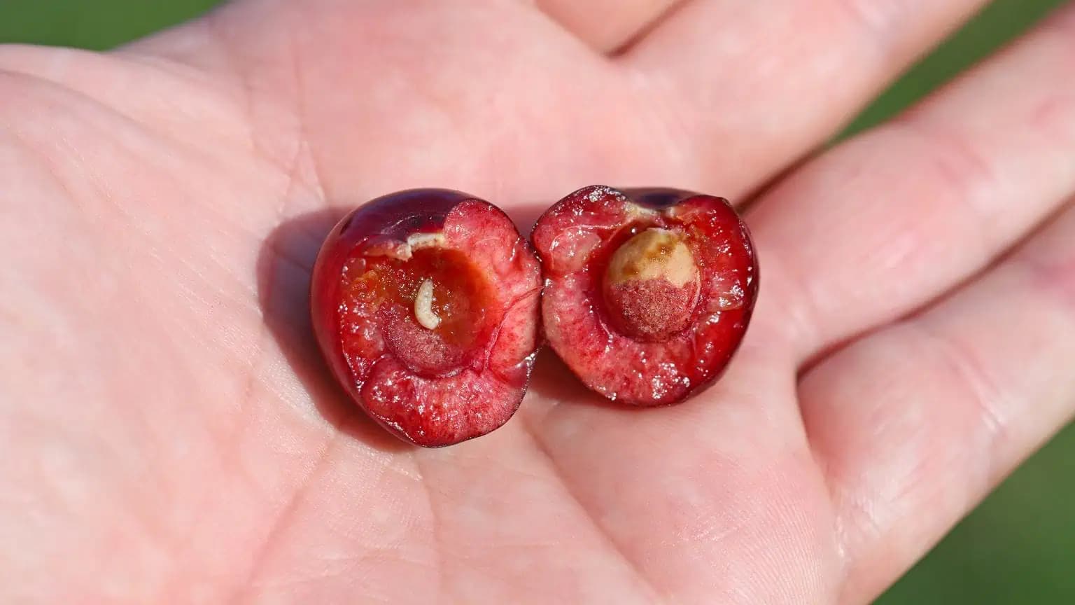 NAJLEPŠIA rada, ako spoznať ČERVIVÉ čerešne: Tento detail je rozhodujúci!