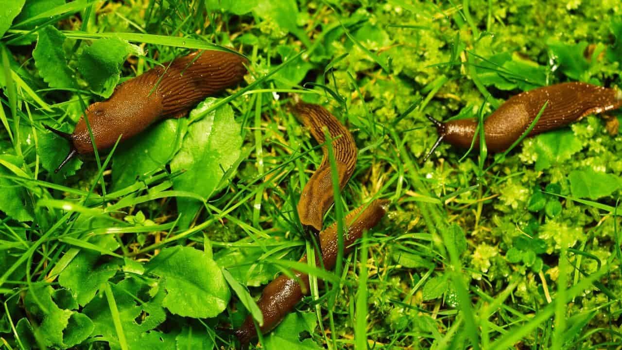 Odrezaný kus nechajte položený v záhrade: Zbavíte sa všetkých slimákov!
