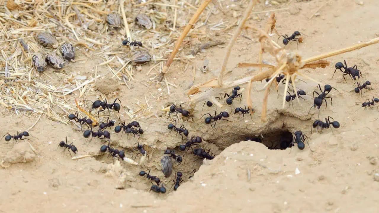 Rozsypte na zem, mravce sa nafúknu a uhynú: Už žiadne ničenie úrody alebo vstup do vášho domova!