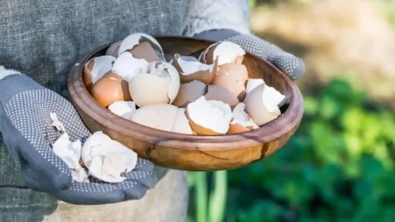 Škrupiny zalejte octom: Rýchlo vyriešite problém v záhrade!