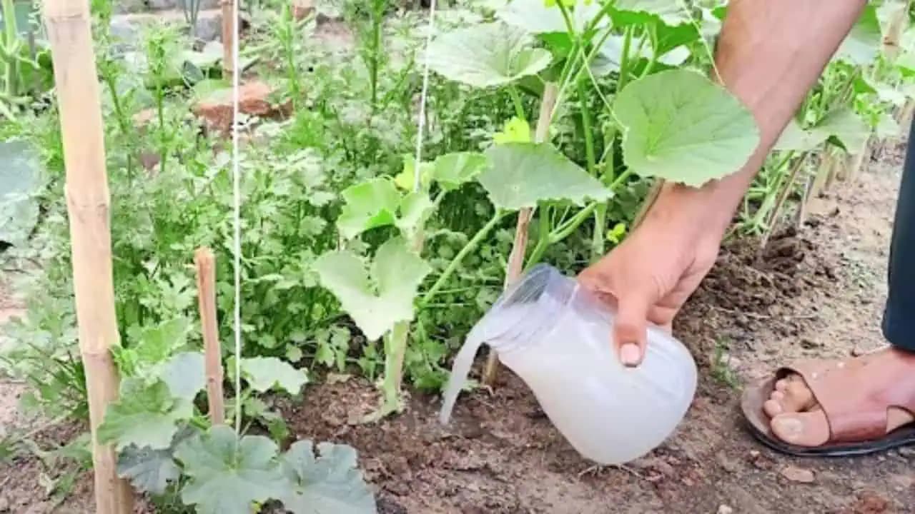 Stačí vám len jedna lyžica dobre známeho produktu: Uhorky a paradajky po ňom rastú ako šialené!