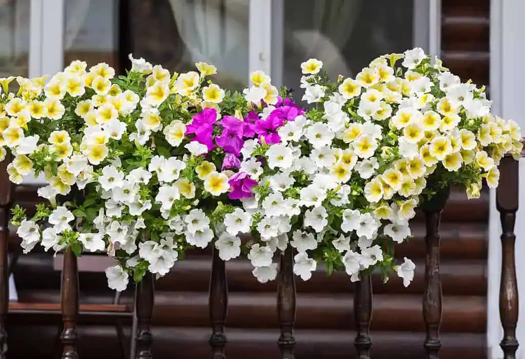 Vezmem 6 bobkových listov a robím najlepšie hnojivo na petúnie: Na balkóne mám vodopády kvetov!