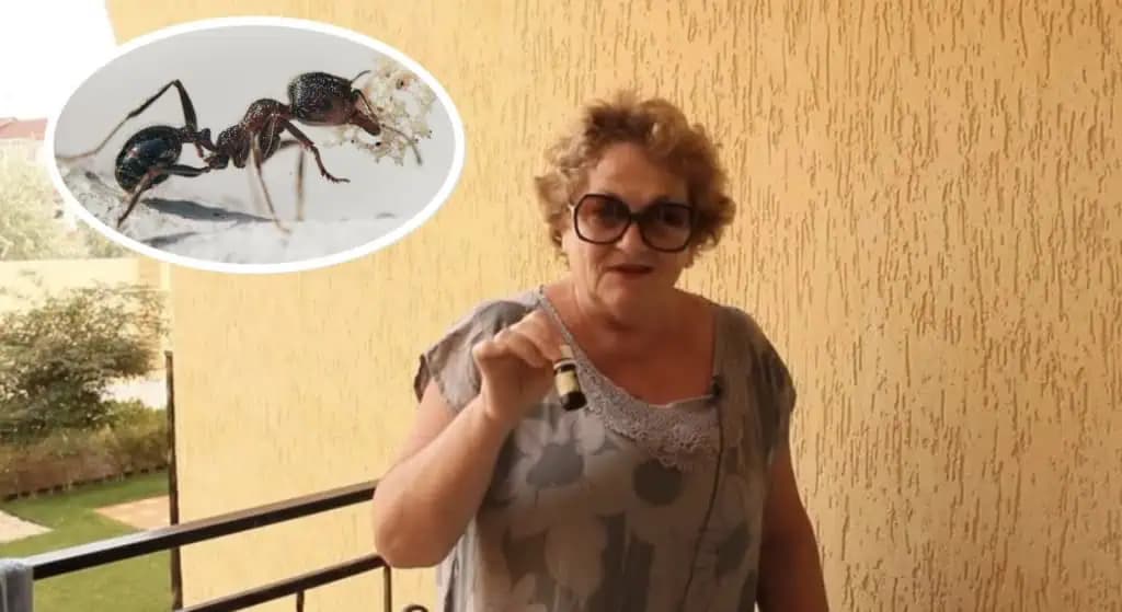 Pani Danica poradila najúčinnejší TRIK proti MRAVCOM: Toto som položila na zem a chytili sa úplne všetci – BEZ CHÉMIE!