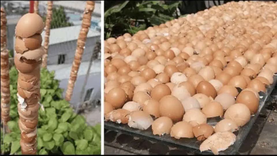 Od tohoto momentu sú tieto škrupiny v mojej záhrade považované z poklad: Ďakujem susede za túto radu, využijete to celú sezónu!