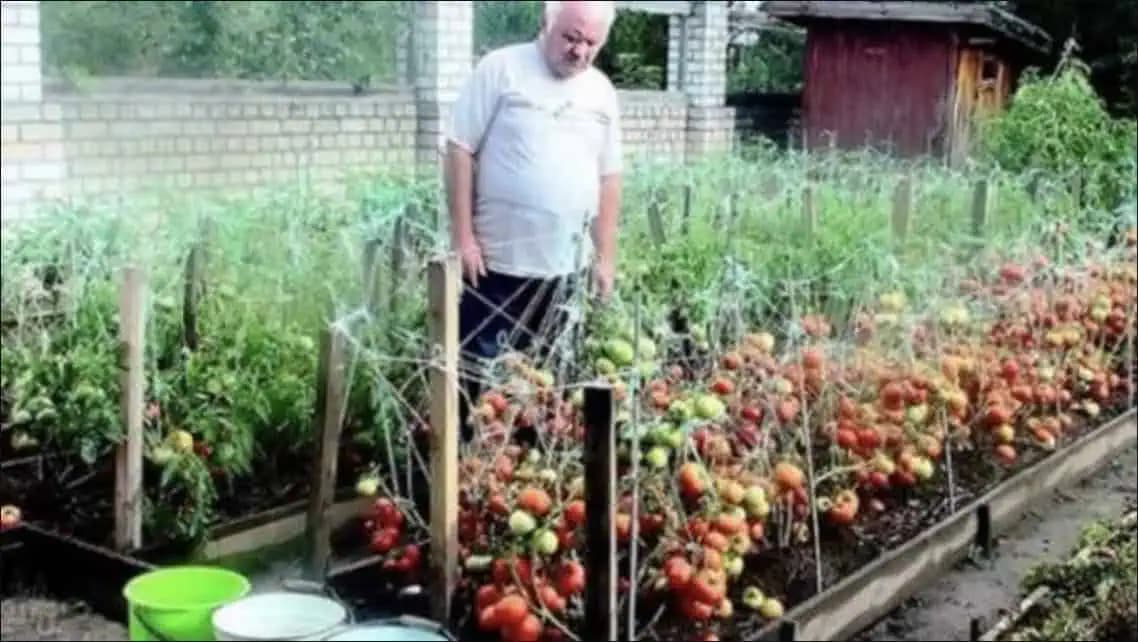 Nestojí ma to ani Euro: Túto radu mi dal pred rokmi svokor – pre bohatú úrodu rajčín potrebuje len 3 veci a žiadnu chémiu!