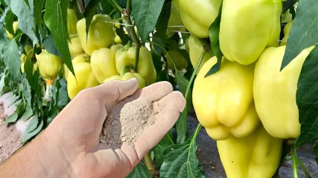 Dajte to paprike a ona okamžite vyrastie, ožije a bude bohato plodiť: Je to veľmi DÔLEŽITÝ krok!