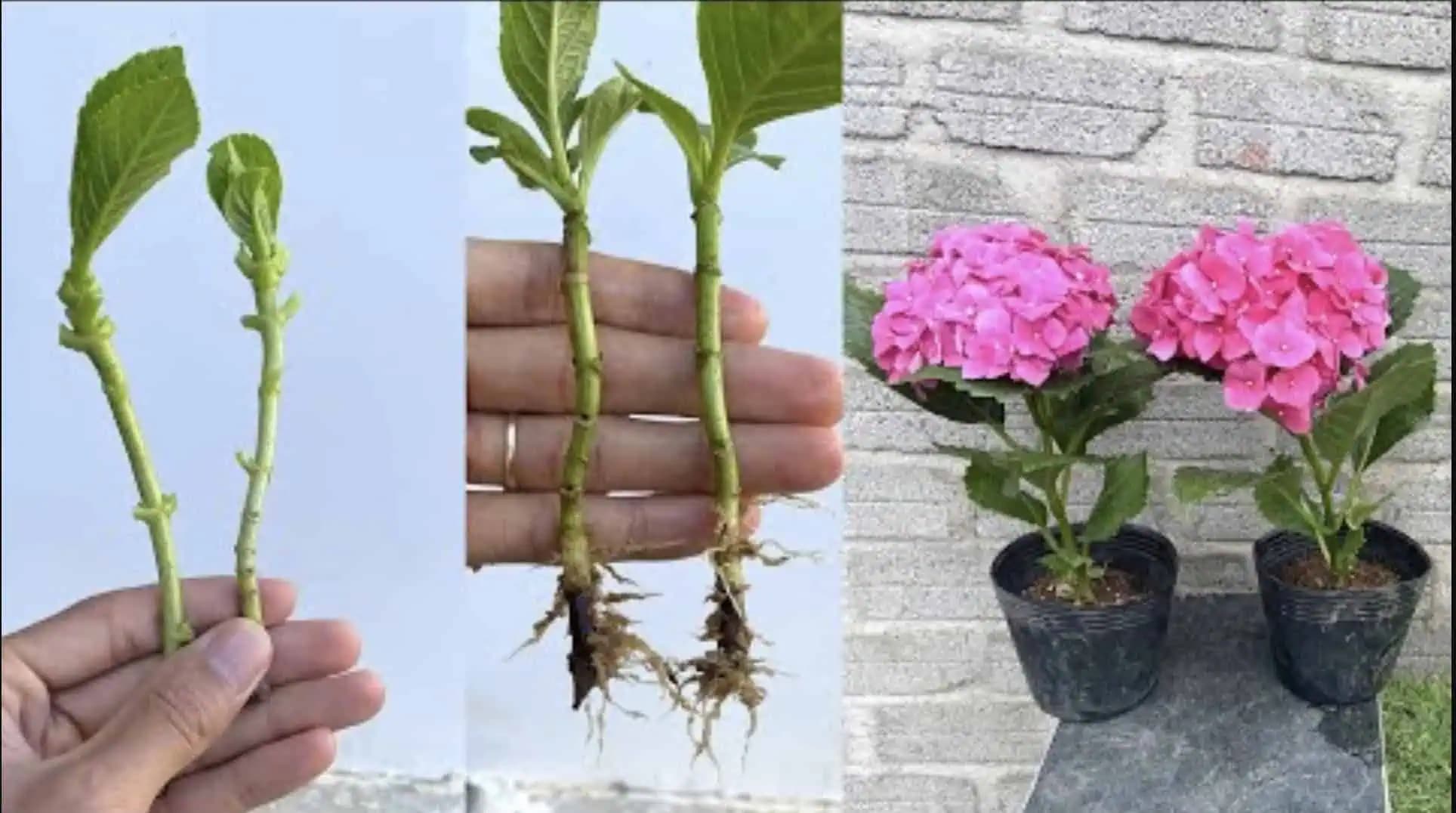 Ako rozmnožiť HORTENZIE? Toto je najjednoduchší spôsob – a už ich NIKDY nemusíte kupovať!