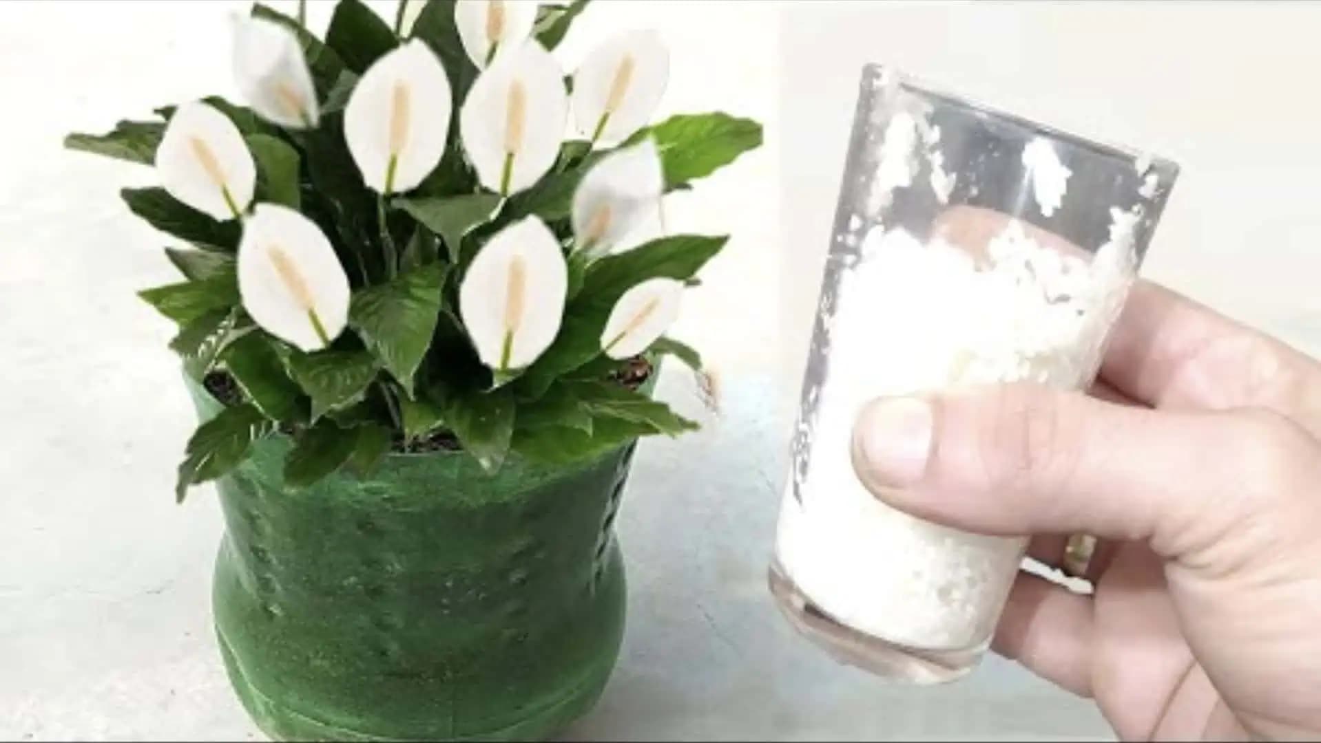 Nakŕmila som svoj LOPATKOVEC týmto spôsobom a konečne mi bohato kvitne: Odskúšané, FUNGUJE TO!