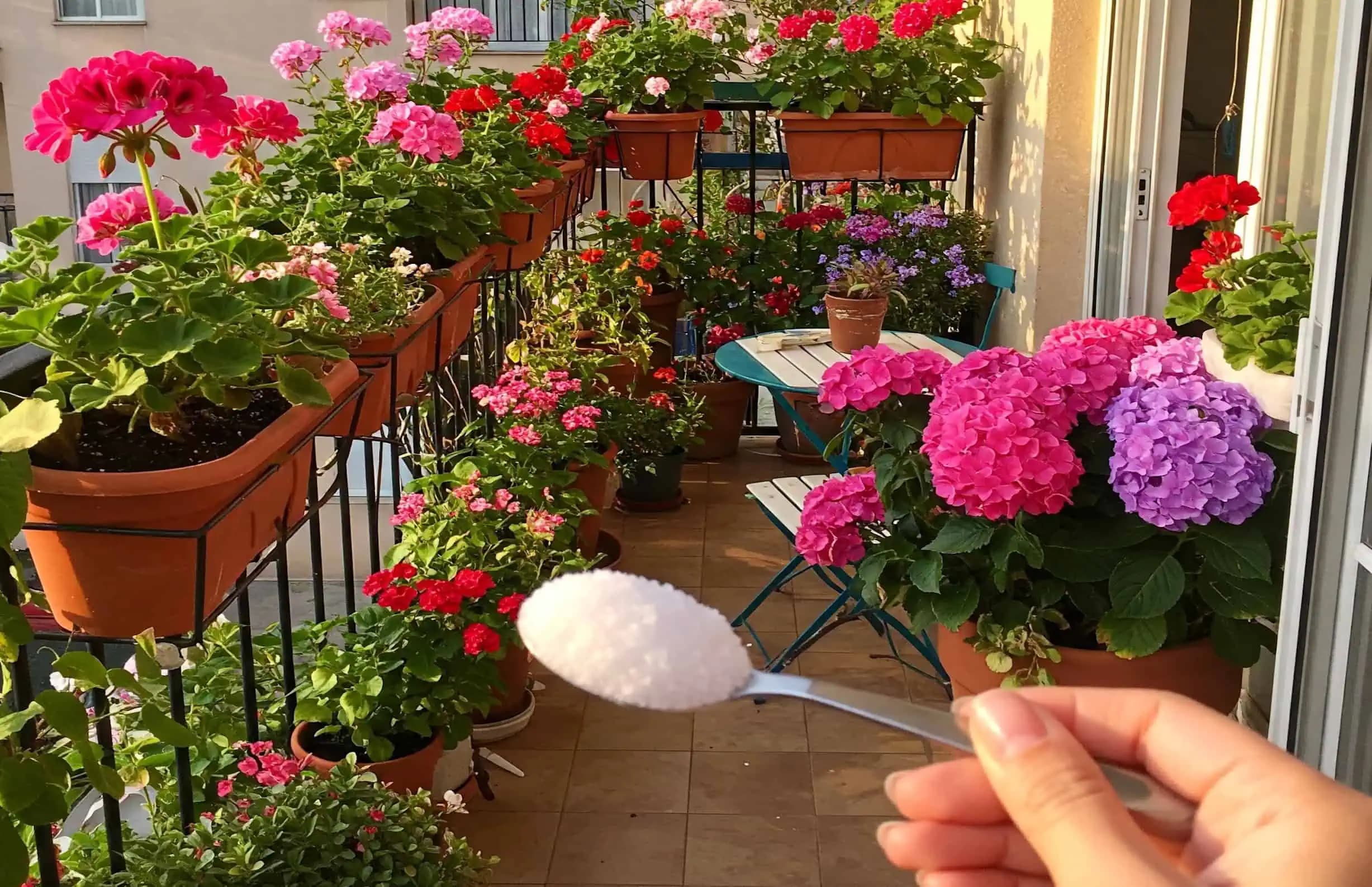 1 lyžička do každého črepníka a svoje kvety nespoznáte: Zázrak pre nádherné muškáty a všetky izbovky!