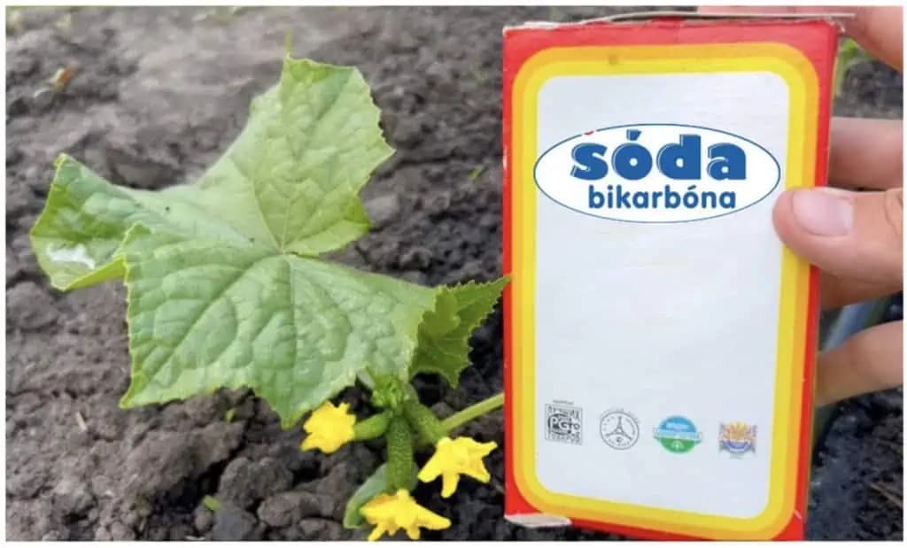 Dajte uhorkám obyčajnú sódu bikarbónu a budete zberať úrodu po vedrách: Rodia NONSTOP od júna až do jesene!