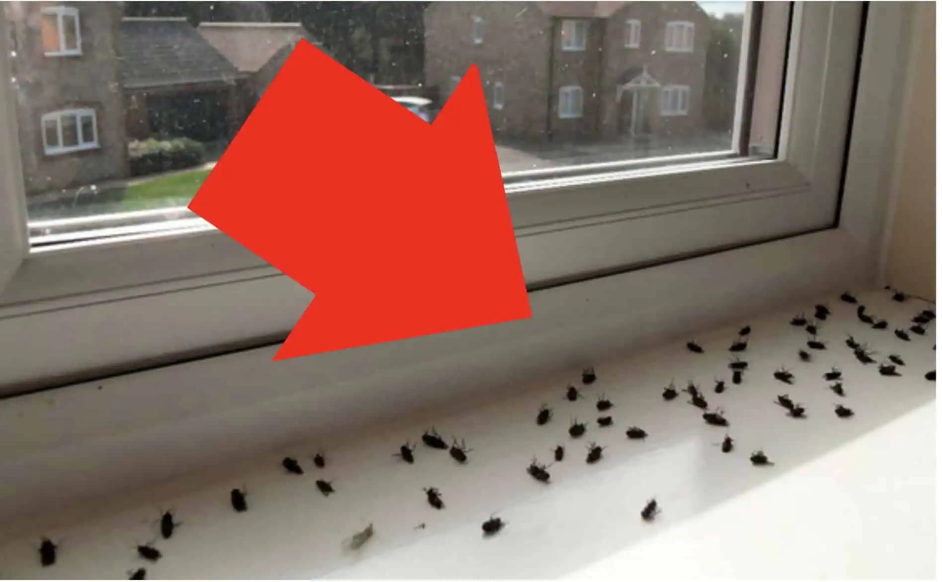 Toto je NAJLEPŠIA RADA proti nenávideným muchám: Na oknách nemám ani sieťky a muchy u nás doma nenájdete!