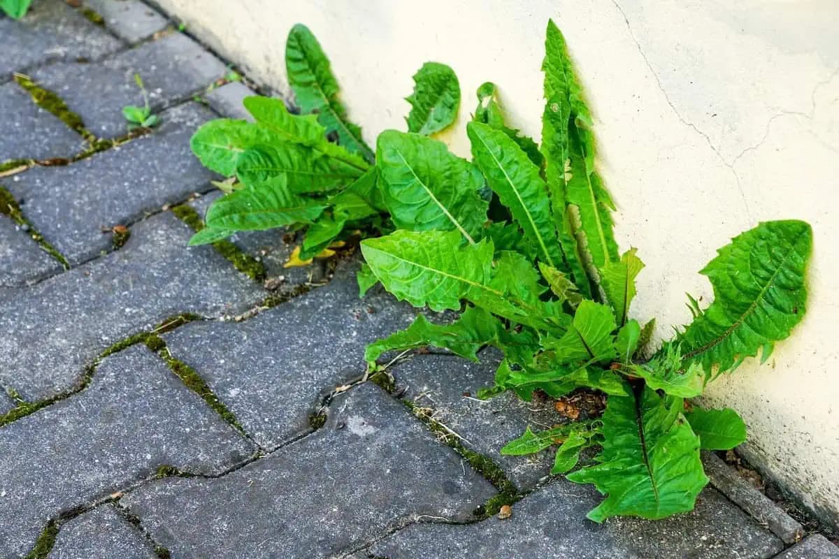 Táto zmes zožerie každú jednu burinu vrátane koreňa. Skombinujte 2 lacné ingrediencie z kuchynskej linky!