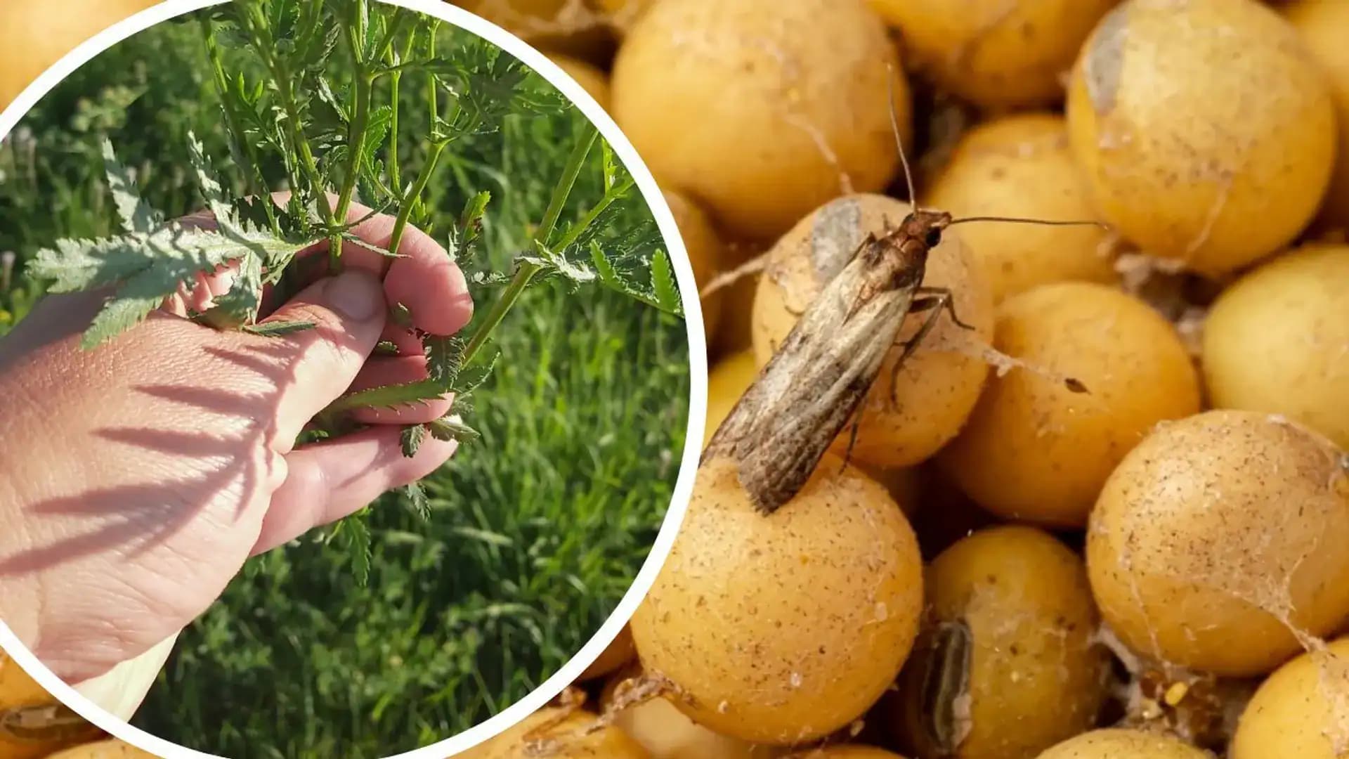 Natrhám na lúke a jednoducho nechám usušiť: Neexistuje lepší spôsob, ako sa zbaviť potravinových molí!