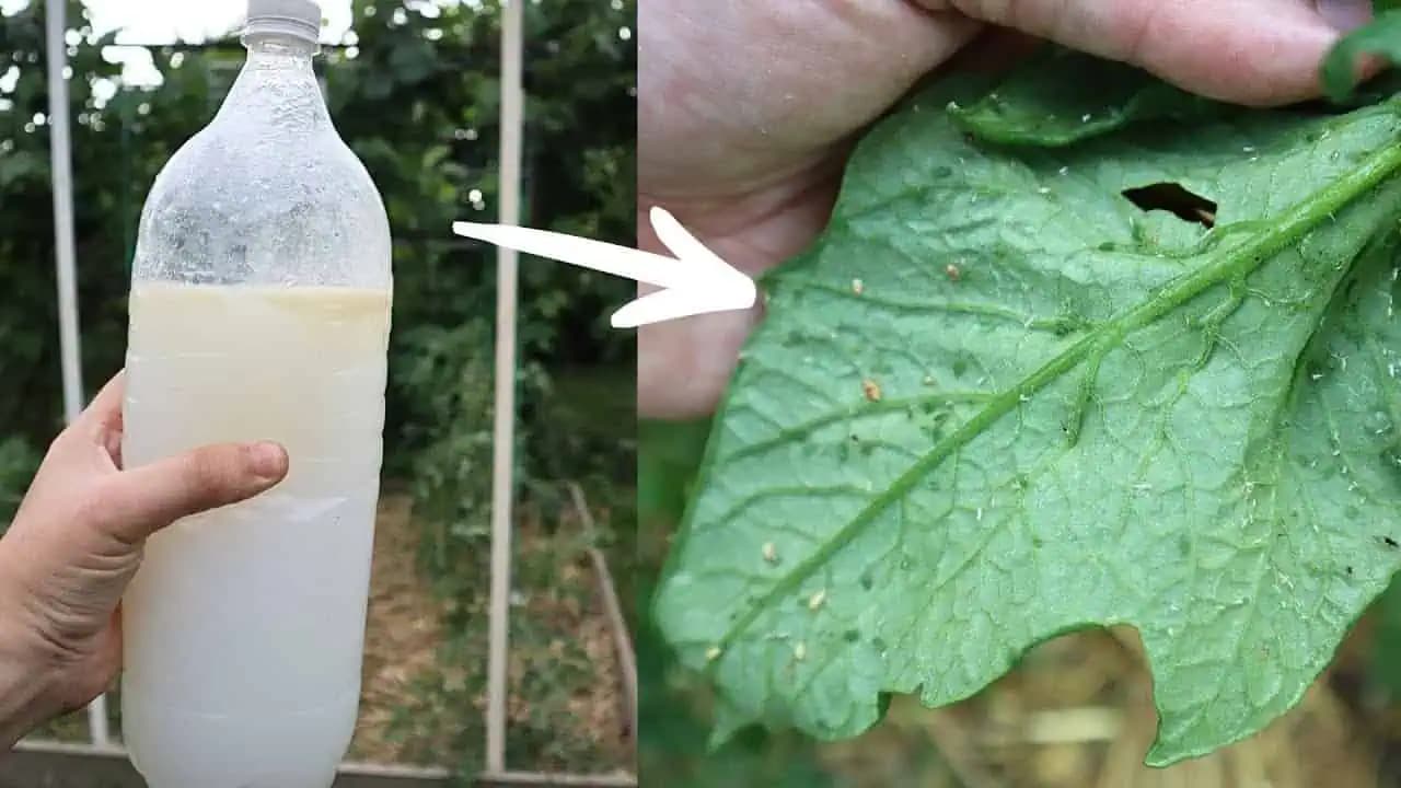 1 fľaša na celú záhradu: S týmto domácim riešením sa zbavíte vošiek na paradajkách/uhorkách/ružiach!