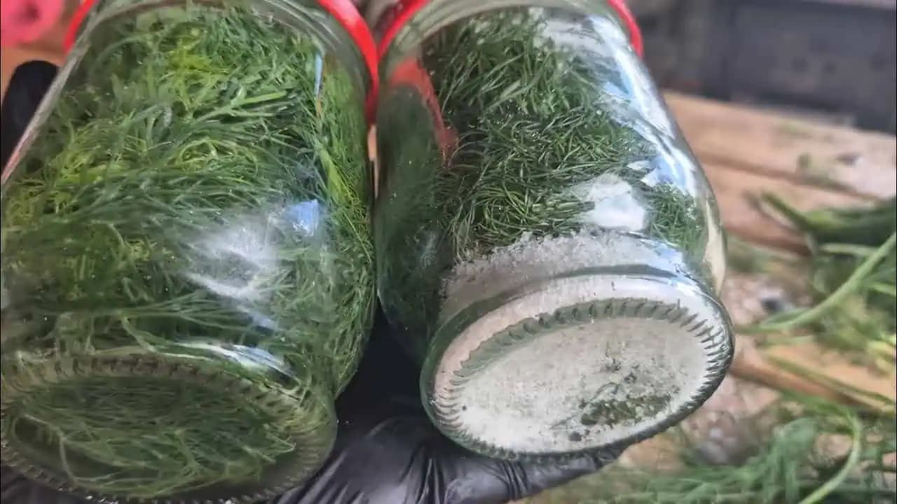 Kôpor na ZIMU v pohári: Zachová si vôňu, chuť aj všetky živiny!