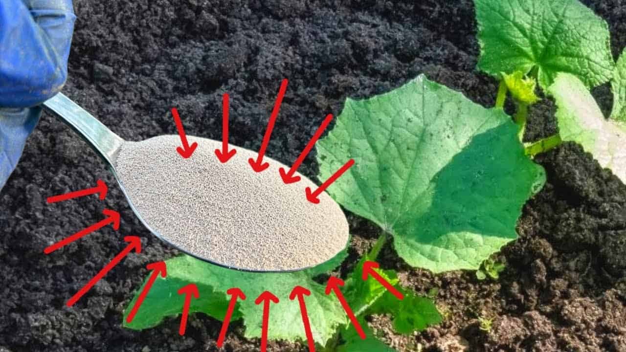 Dajte to večer všetkým uhorkám, nič viac: Ráno vás prekvapí záplava plodov!