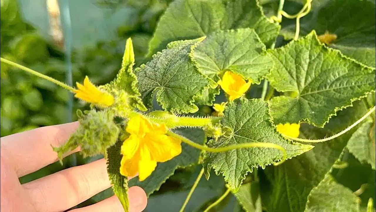 Postriekajte tým LISTY uhoriek a paradajok: Žltnutie sa OKAMŽITE zastaví a zmizne!