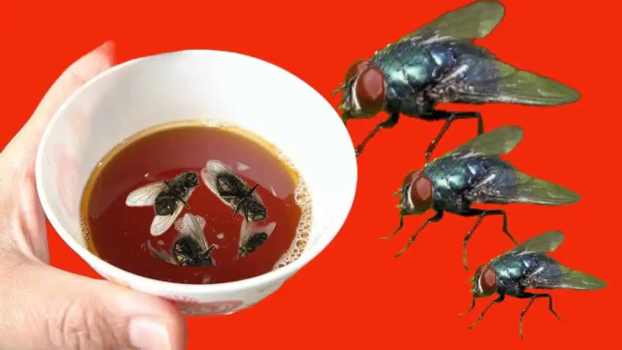 Ešte nikdy som sa nezbavila múch rýchlejšie: Tento domáci TRIK funguje ako kúzlo!