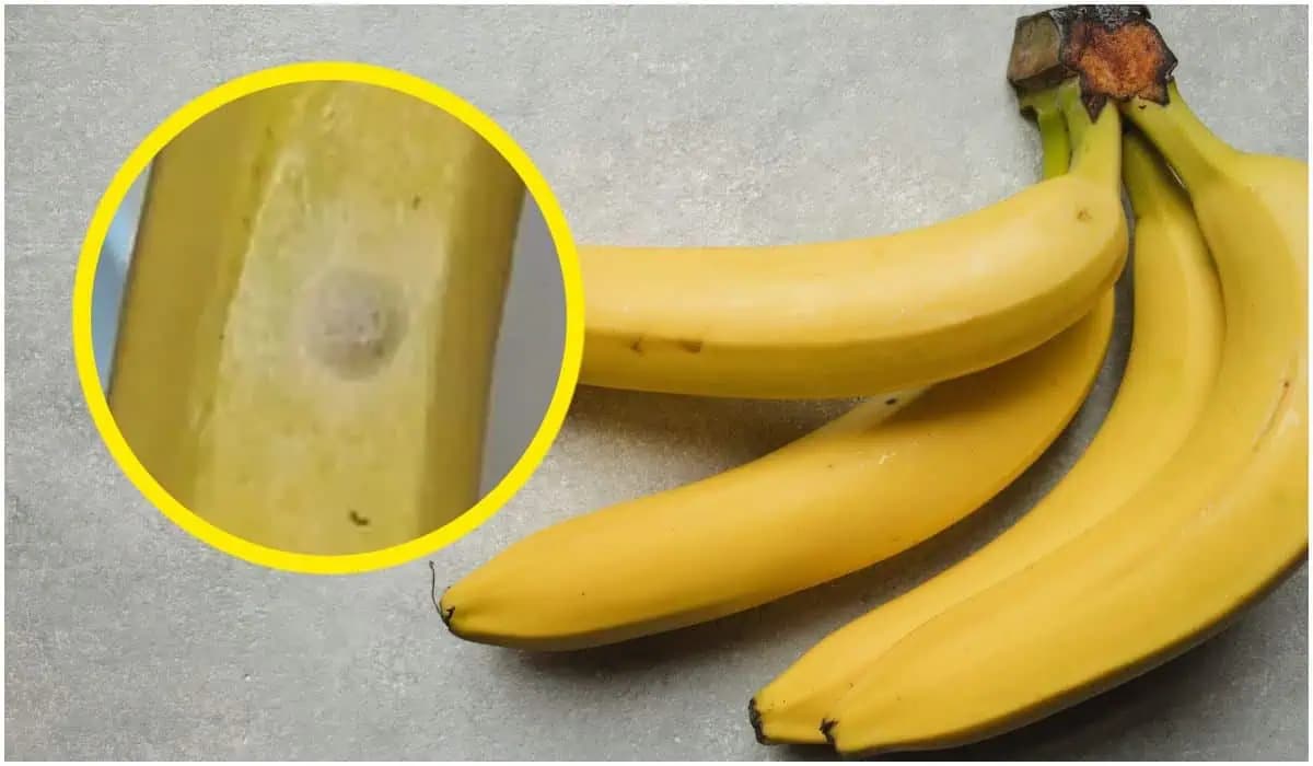 Objavili ste na kupovaných banánoch takéto malé BIELE bodky? Dajte ich do tašky a DOBRE zaviažte, radia ľudia na internete!