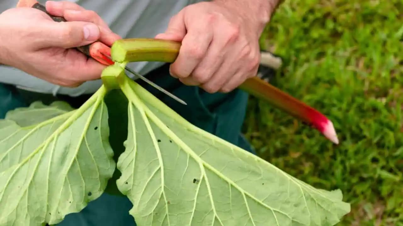 Nikdy nevyhadzujte ZELENÉ LISTY rebarbory: Zbavia vás komplet všetých SLIZNIAKOV v záhrade!