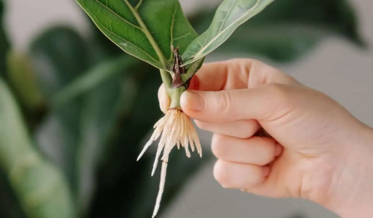 Moja stará mama mi prezradila tajomstvo zakorenenia akejkoľvek rastliny: Jednoduchšie to už byť nemôže!