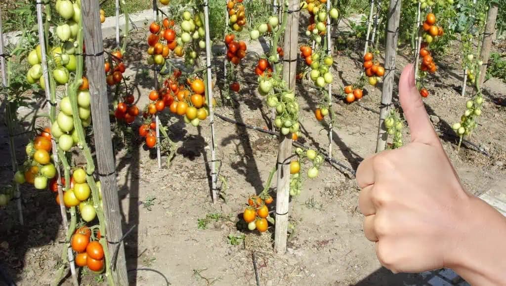 Toto je DÔLEŽITÝ dôvod, prečo je potrebné odstrániť všetky listy paradajok: Urobte to v júli!