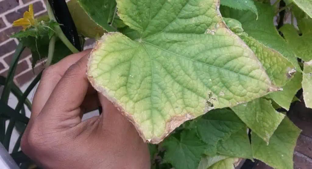 Toto je dôvod, prečo žltnú listy uhoriek: Existuje jednoduchý spôsob, ako tomu zabrániť!