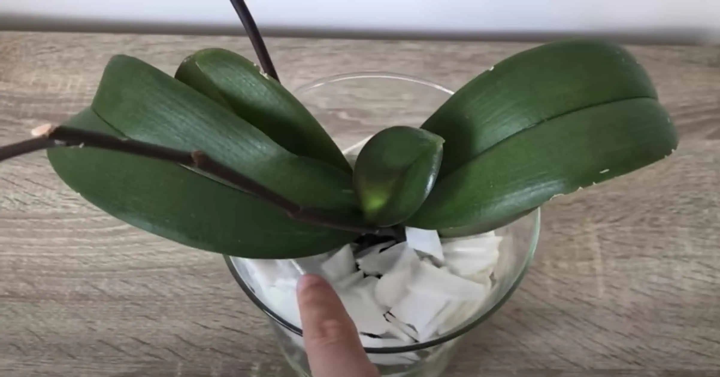 Zvláštny trik, ako OŽIVIŤ starú a uschnutú orchideu zo supermaketu: Toto je výsledok po 1 mesiaci a NIČ ma to nestálo!