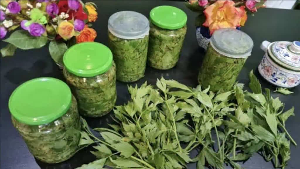 Odložte si ligurček na zimu: Dokonalá metóda, ktorá zachová jeho farbu, vôňu, aj chuť!