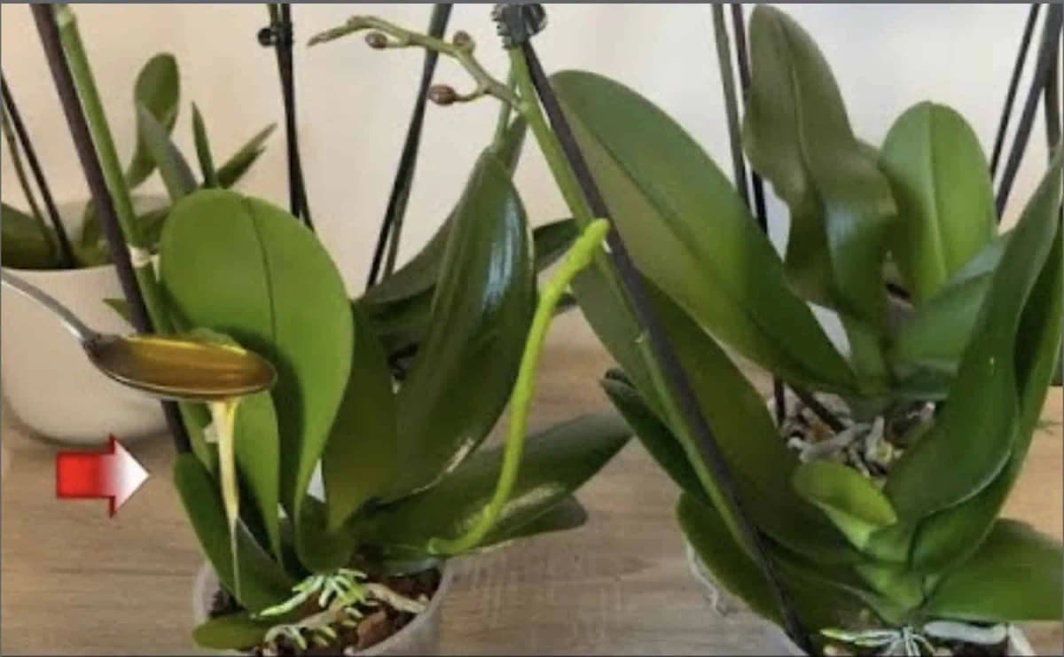 V lete dávam izbovkám 1 LYŽICU tejto domácej výživy: Už mi rozkvitla orchidea, lopatkovec aj tučnolist!