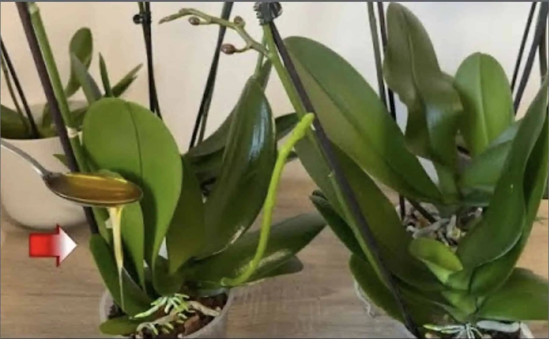 V lete dávam izbovkám 1 LYŽICU tejto domácej výživy: Už mi rozkvitla orchidea, lopatkovec aj tučnolist!