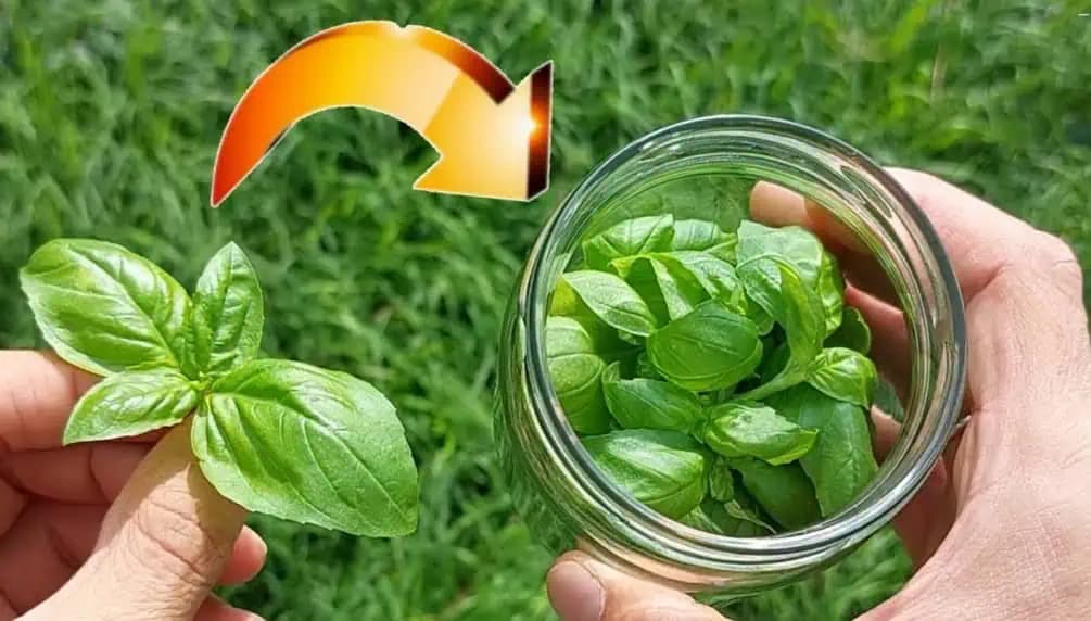 TRIK, vďaka ktorému mám bazalku ČERSTVÚ celé mesiace či roky: Robím to so všetkými zelenými bylinkami!