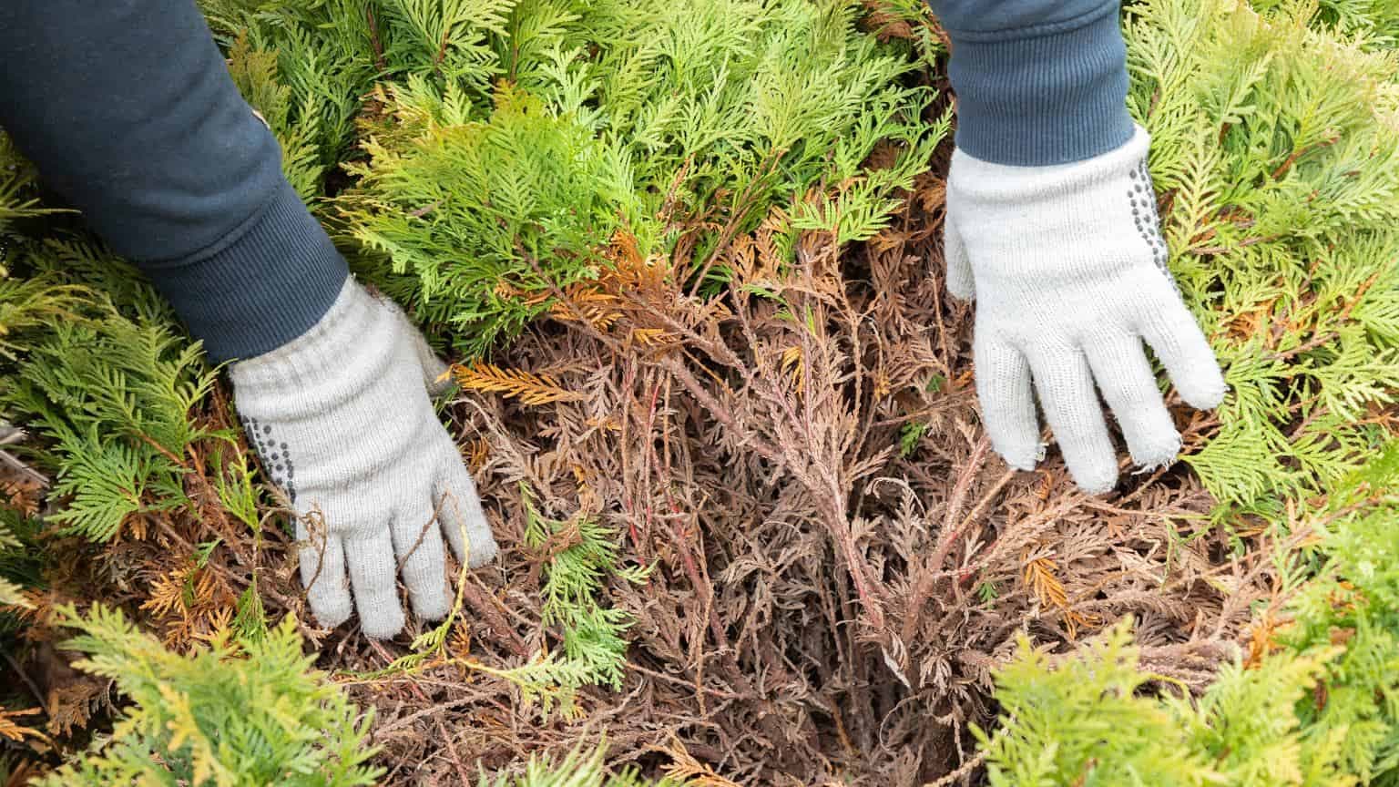 Hnednú vám tuje zvnútra? Takto ich môžete ZACHRÁNIŤ!