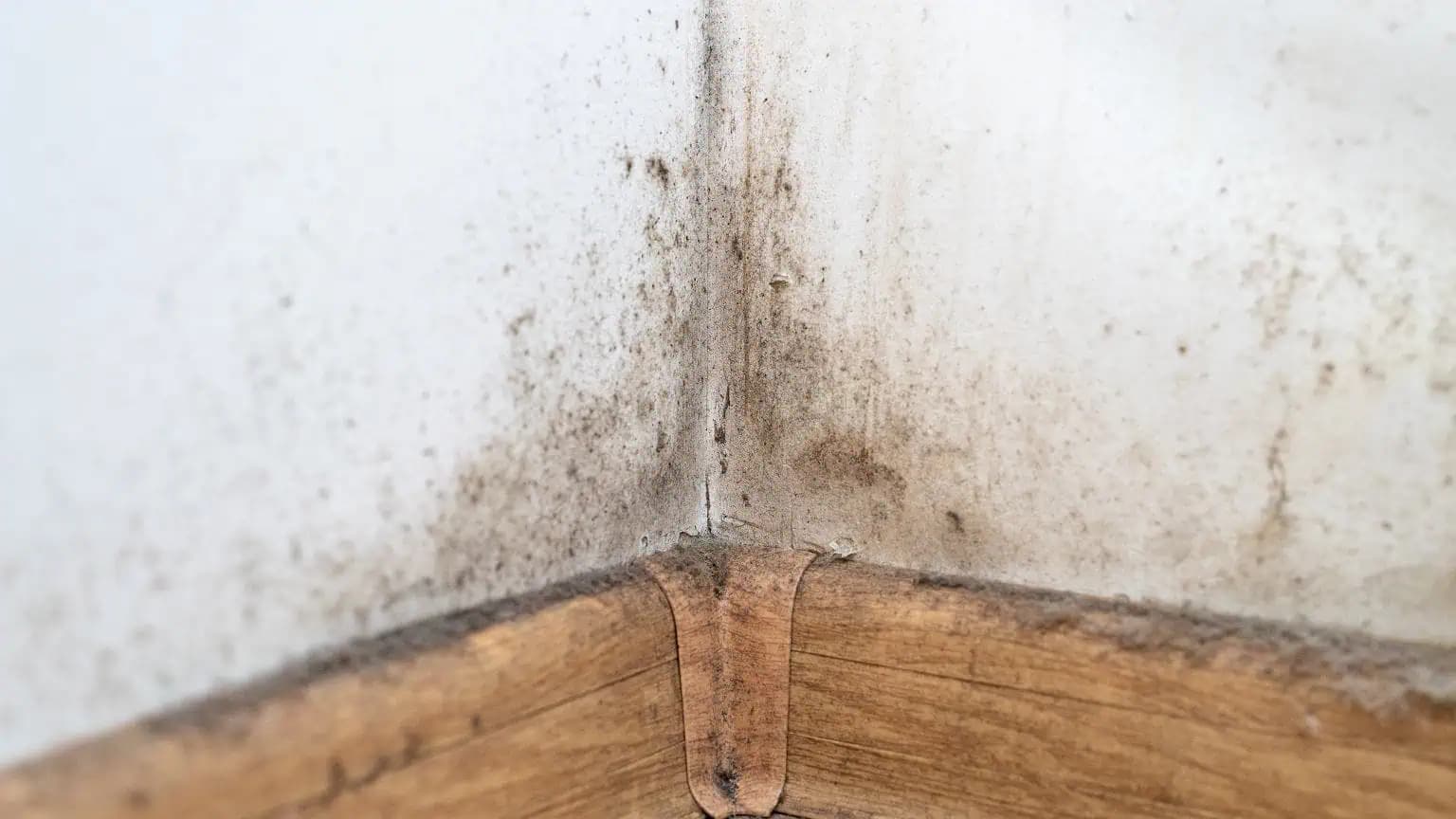 Ako odstrániť pleseň zo stien? Vezmite 3 Eurá a choďte do lekárne. Budú vyzerať, ako keby boli čerstvo vymaľované!