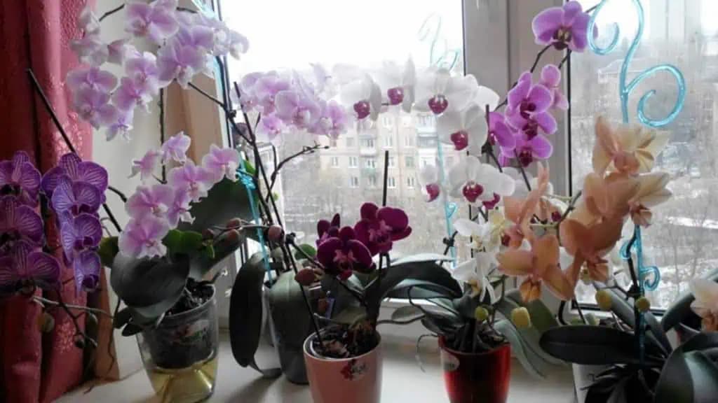 Orchidey už vôbec nepolievam a sú NÁDHERNÉ: Kvitnú ako nikdy predtým!