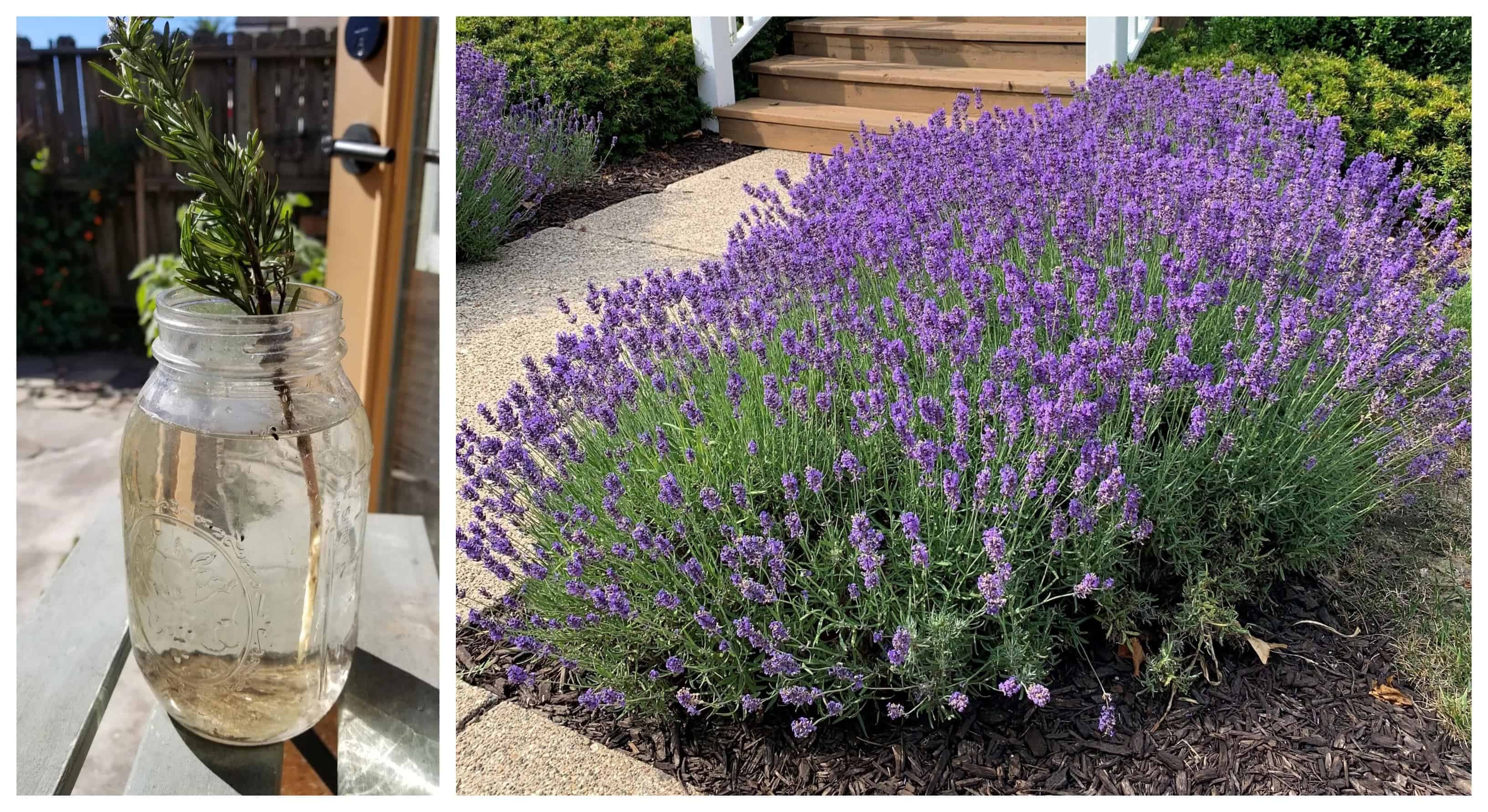 Levanduľu rozmnožujem takto a náš dvor sa stal oázou kľudu a vône: Môžete ju mať aj vy je to úplne jednoduché!