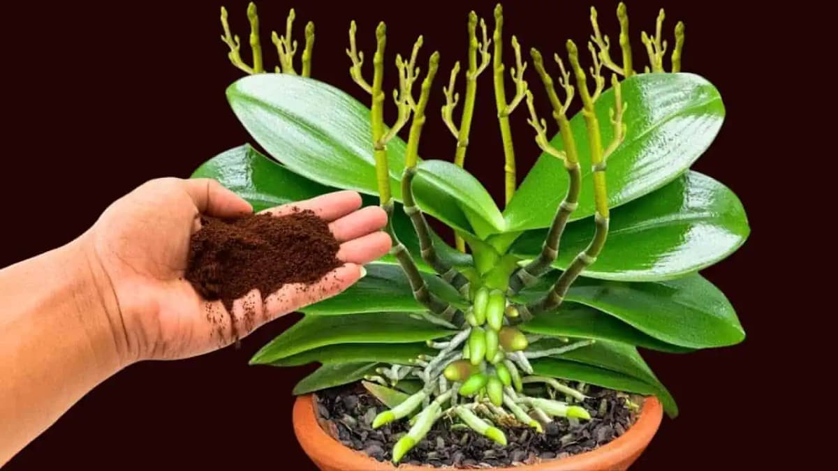 Stačí 1 lyžica a orchidea vyženie VEĽA nových kvetov!