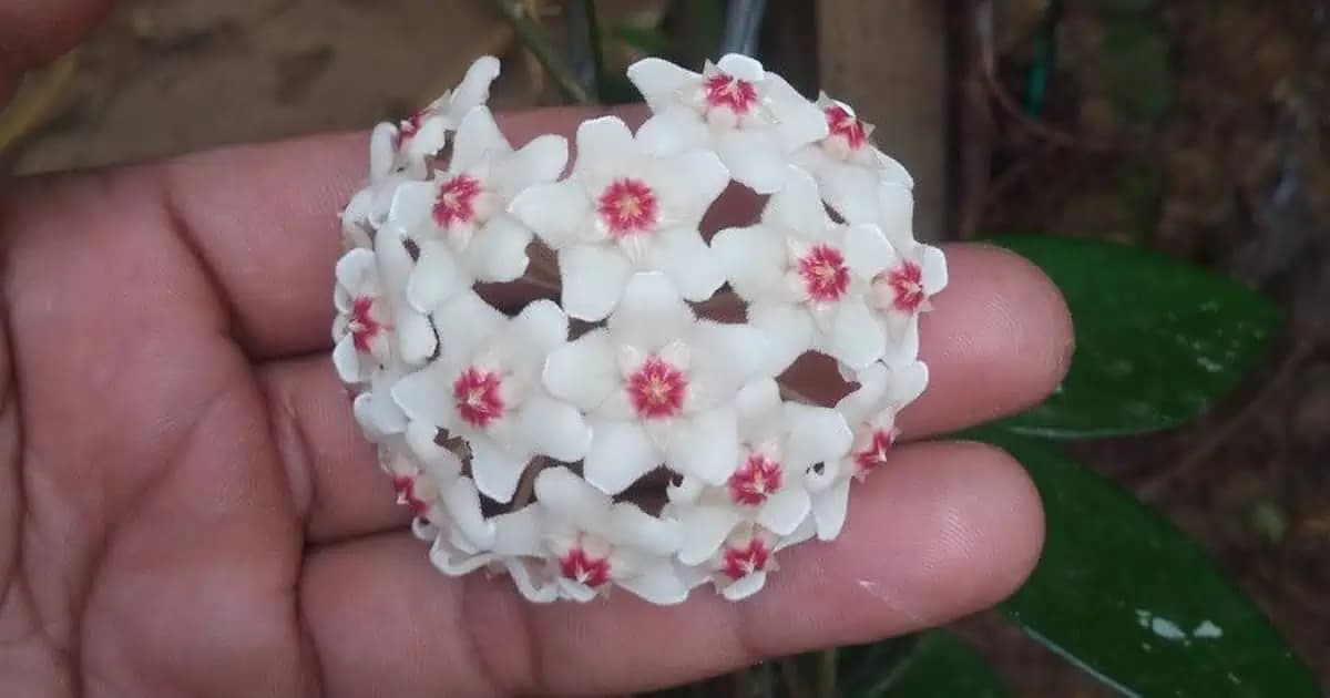 VOSKOVKA – jedna úžasná izbovka, ktorej pestovanie zvládne aj dieťa: Dajte si ju bytu a bude vás tešiť roky!