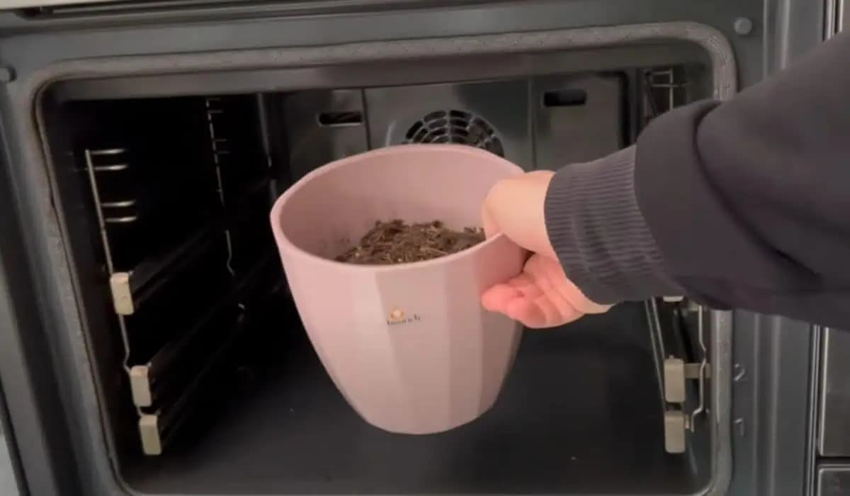 Zoberte zeminu z kvetináča a vložte ju do rúry: Účinok je neoceniteľný!