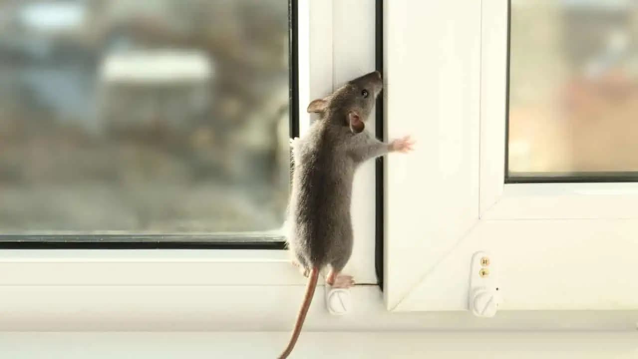 Vezmite to do ruky, rozdrvte a rozsypte po izbách: MYŠI viac do domu vášho domu nevstúpia!