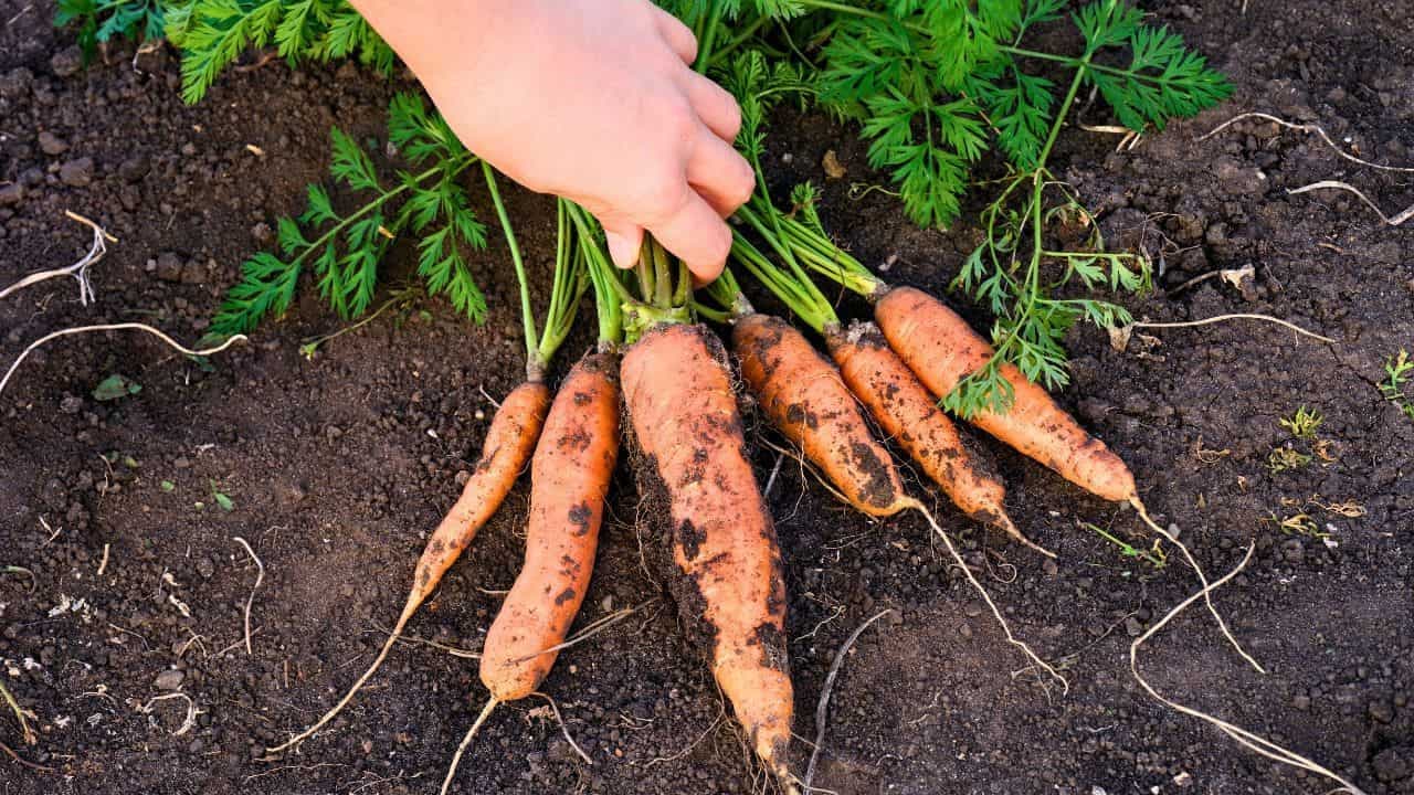 Môj starý otec skladuje MRKVU jedine takto: Uprostred zimy je čerstvá a chrumkavá – ako priamo zo zeme!