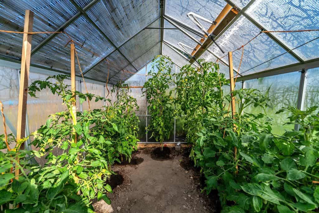 Po zbere nikdy neničte kríky PARADAJOK: Dôvod by mal poznať každý záhradkár!