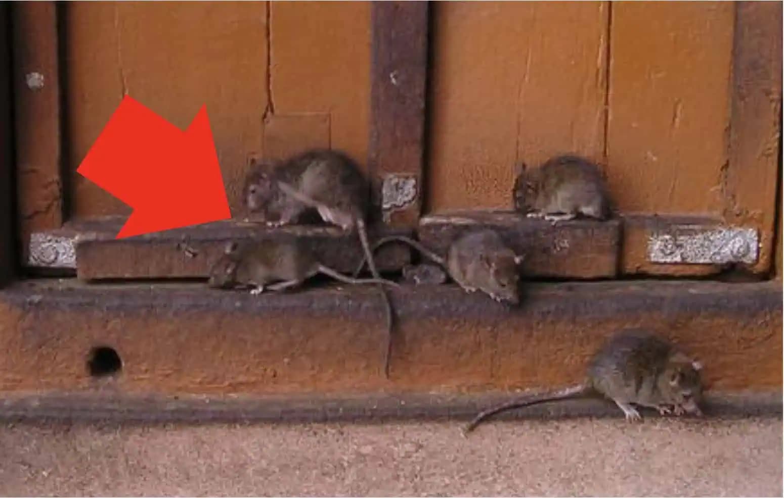Potkany a myši sa k vášmu pozemku nepriblížia: Stačí pomlieť tieto lacné zrná a nasypať na strategické miesta!